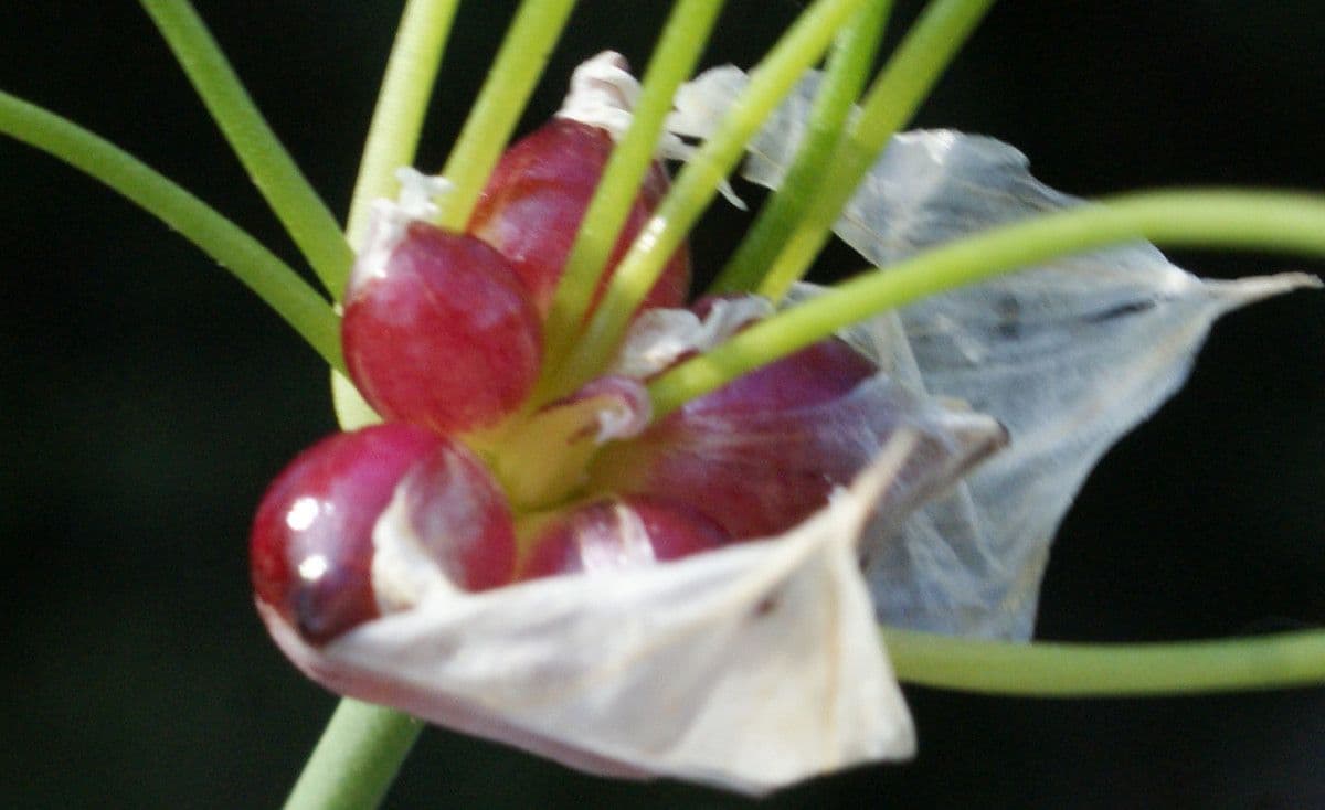 Aglio roseo 29