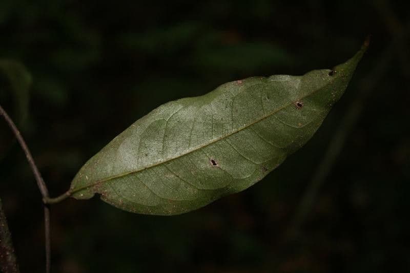 Kleinblütige Eschweilera 8