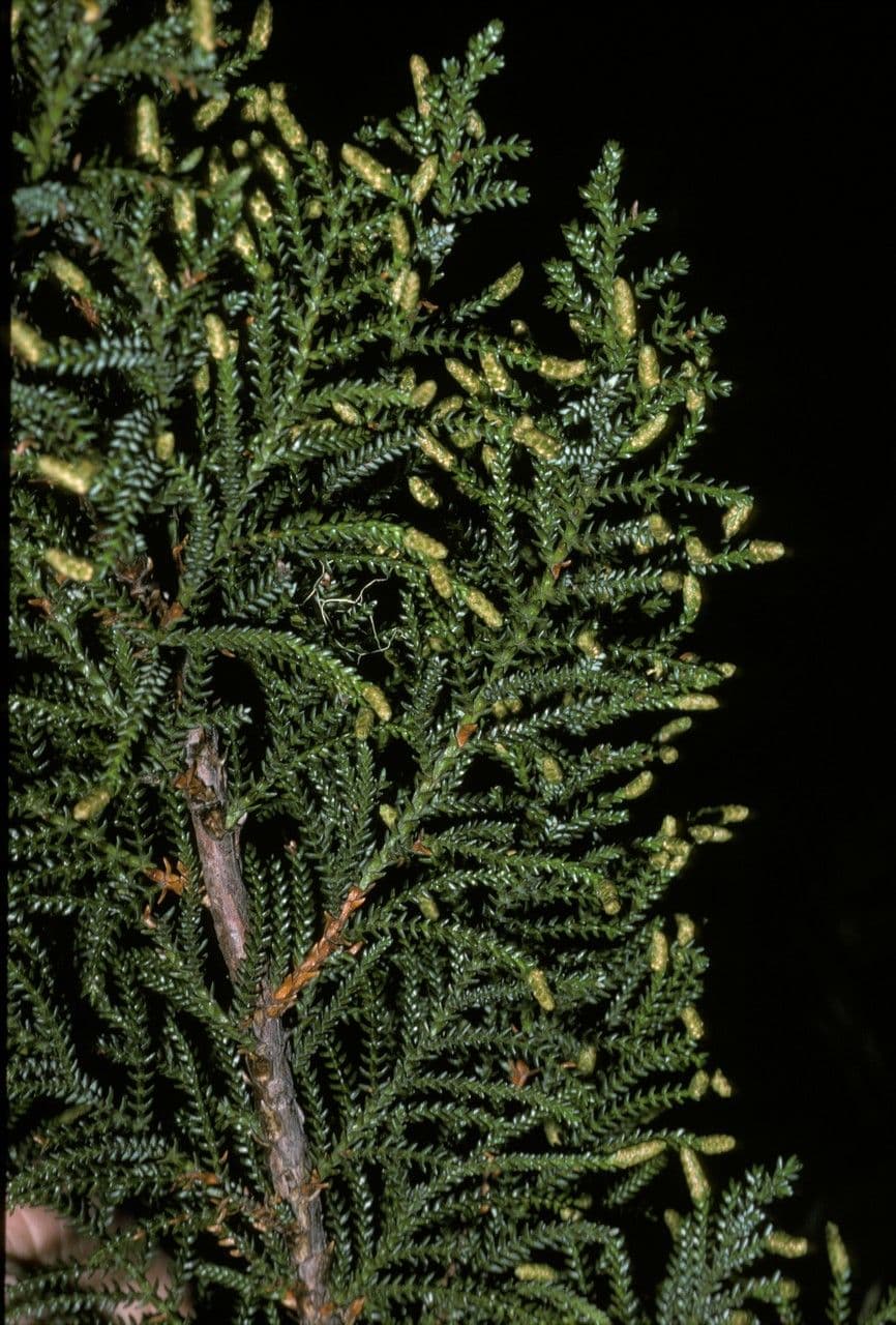 Pilgerodendron chilský 2