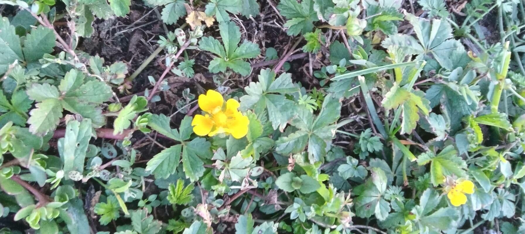 Cinquefoglie comune 11