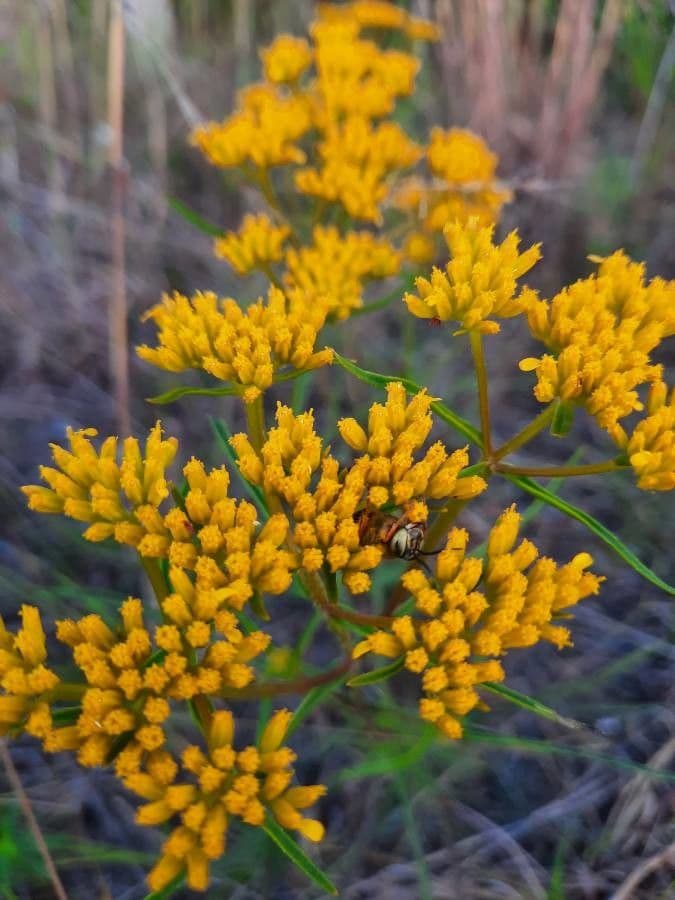 Flaveria lineare 3