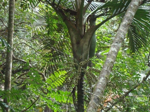 Burretiokentia 16