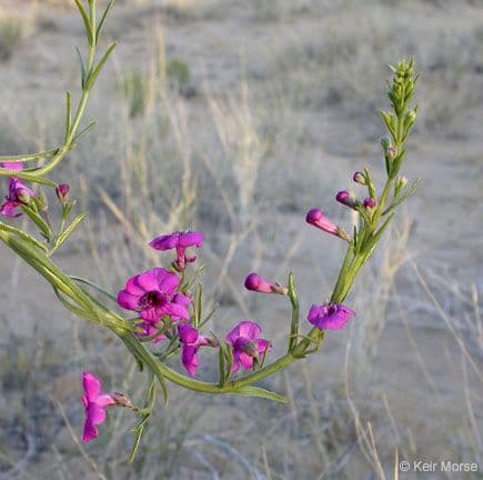 Penstemon 4