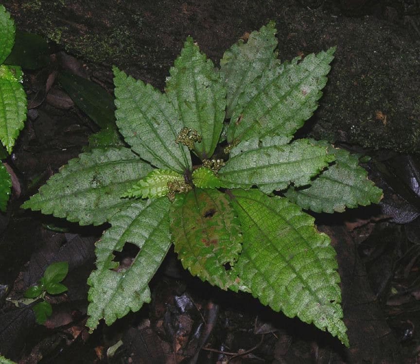 Pilea 3