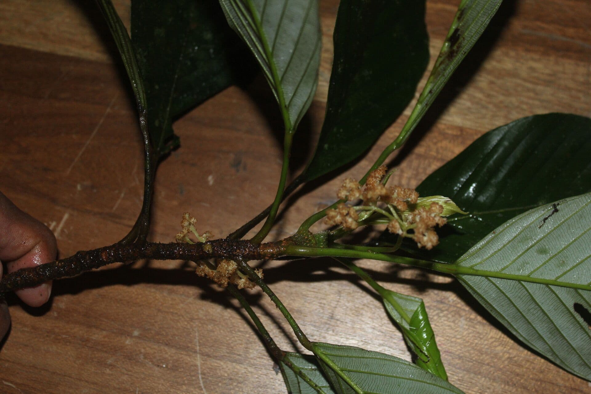 Pourouma 2