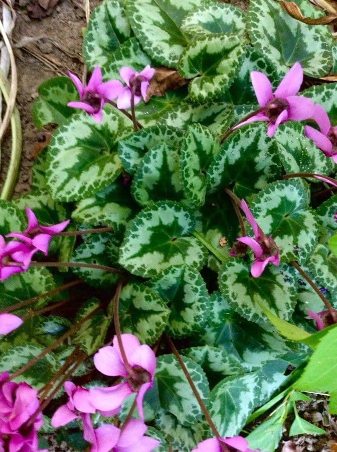 Ciclamino primaverile 19