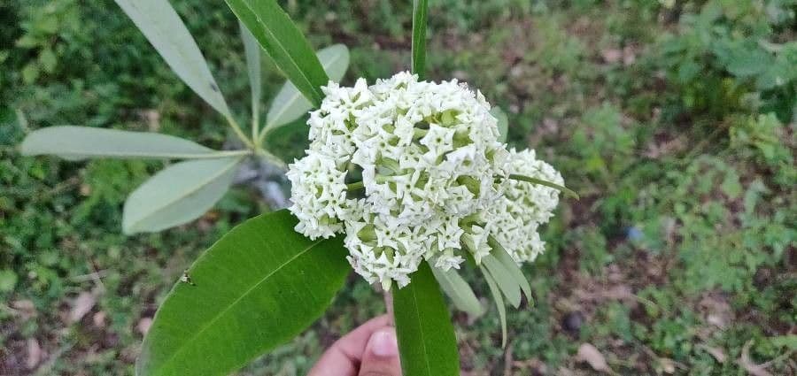 Alstonia 9