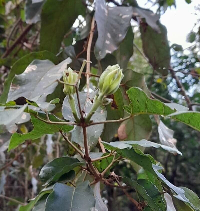 Adenocalymma 3