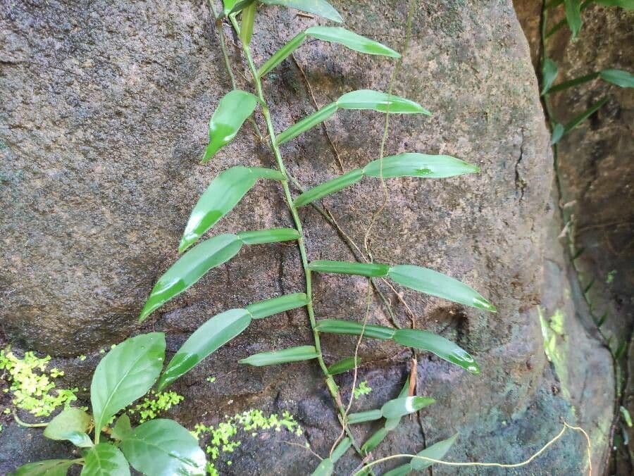 Pothos scandens