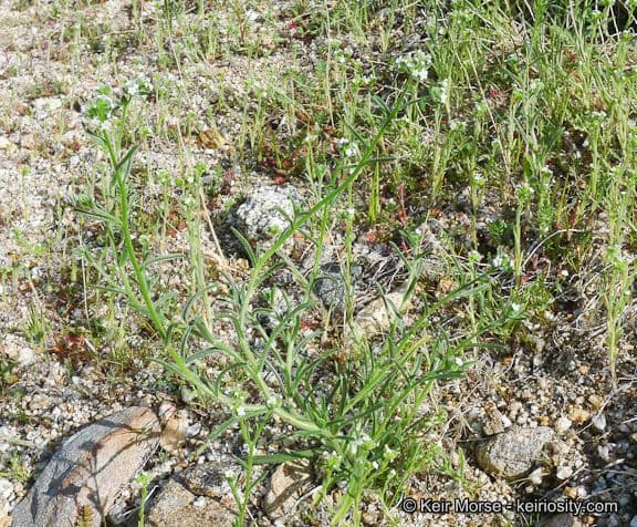 Cryptantha pterocarya 8