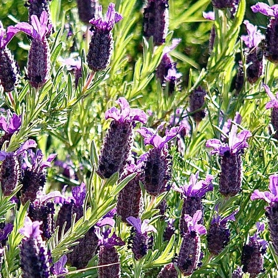 Lavanda selvatica 6