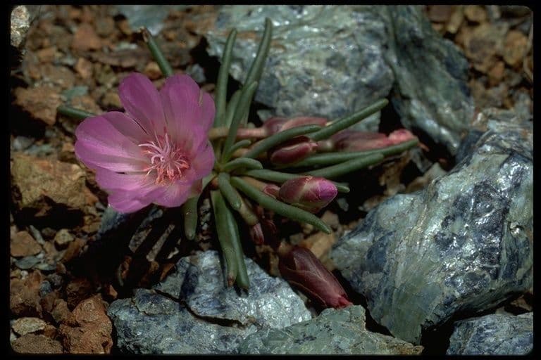 Lewisia 9
