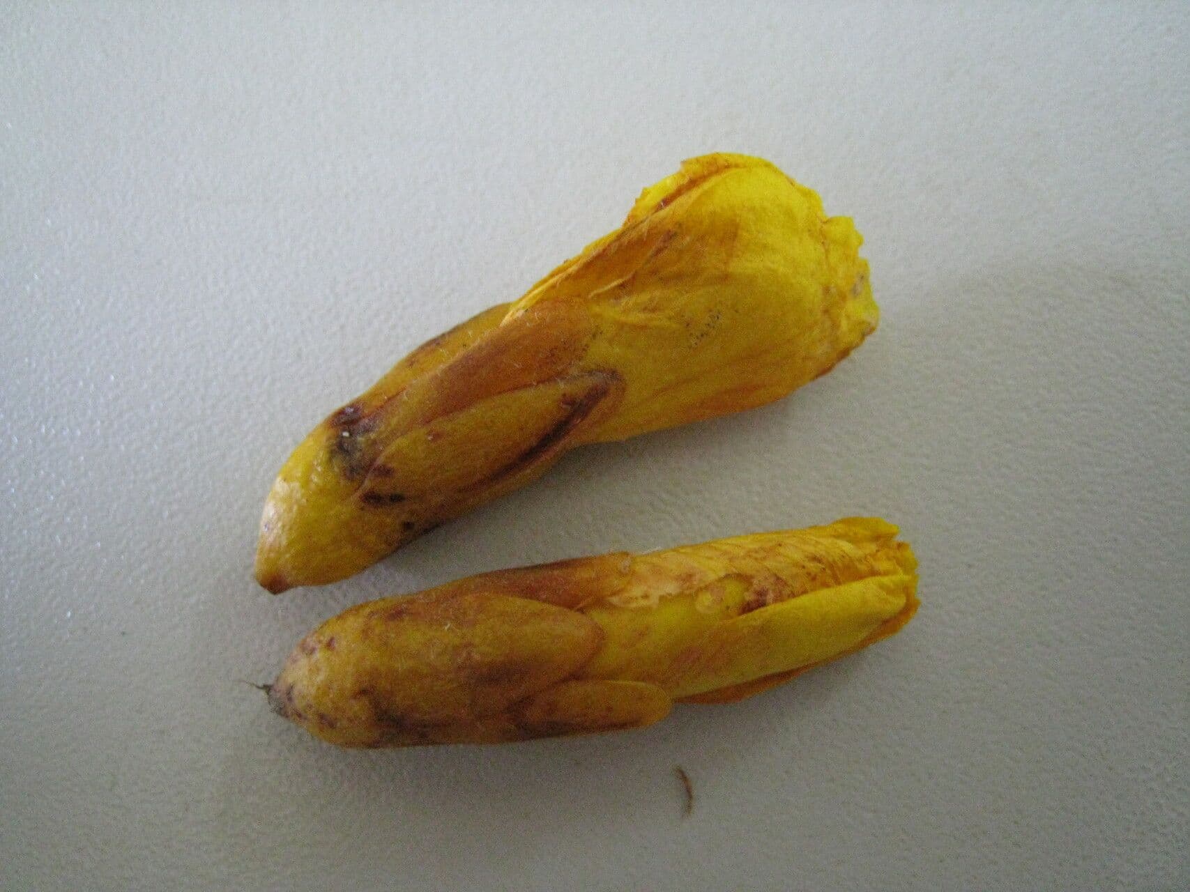 Recordoxylon 11