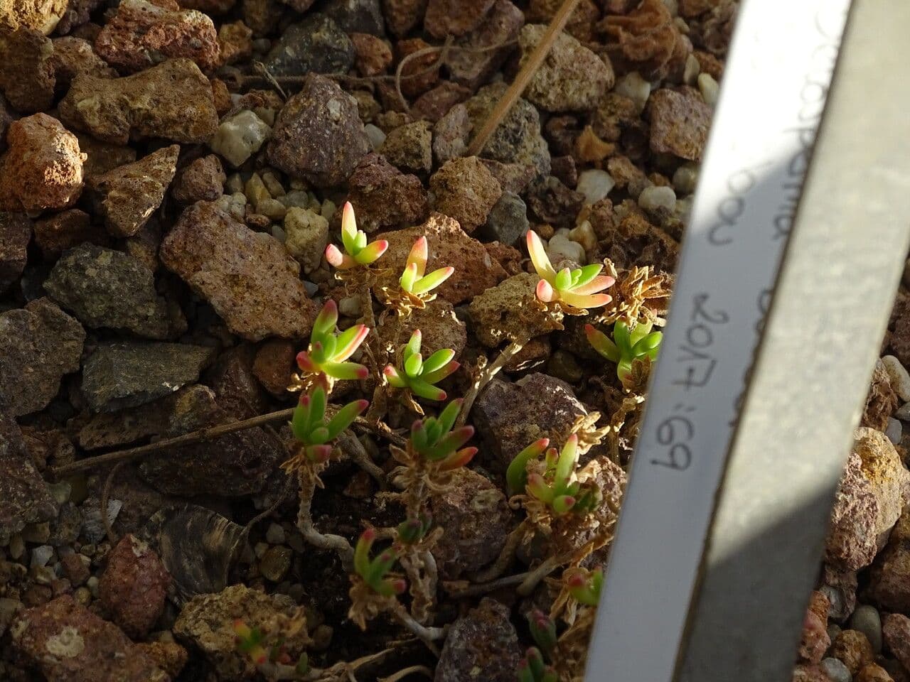Delosperma