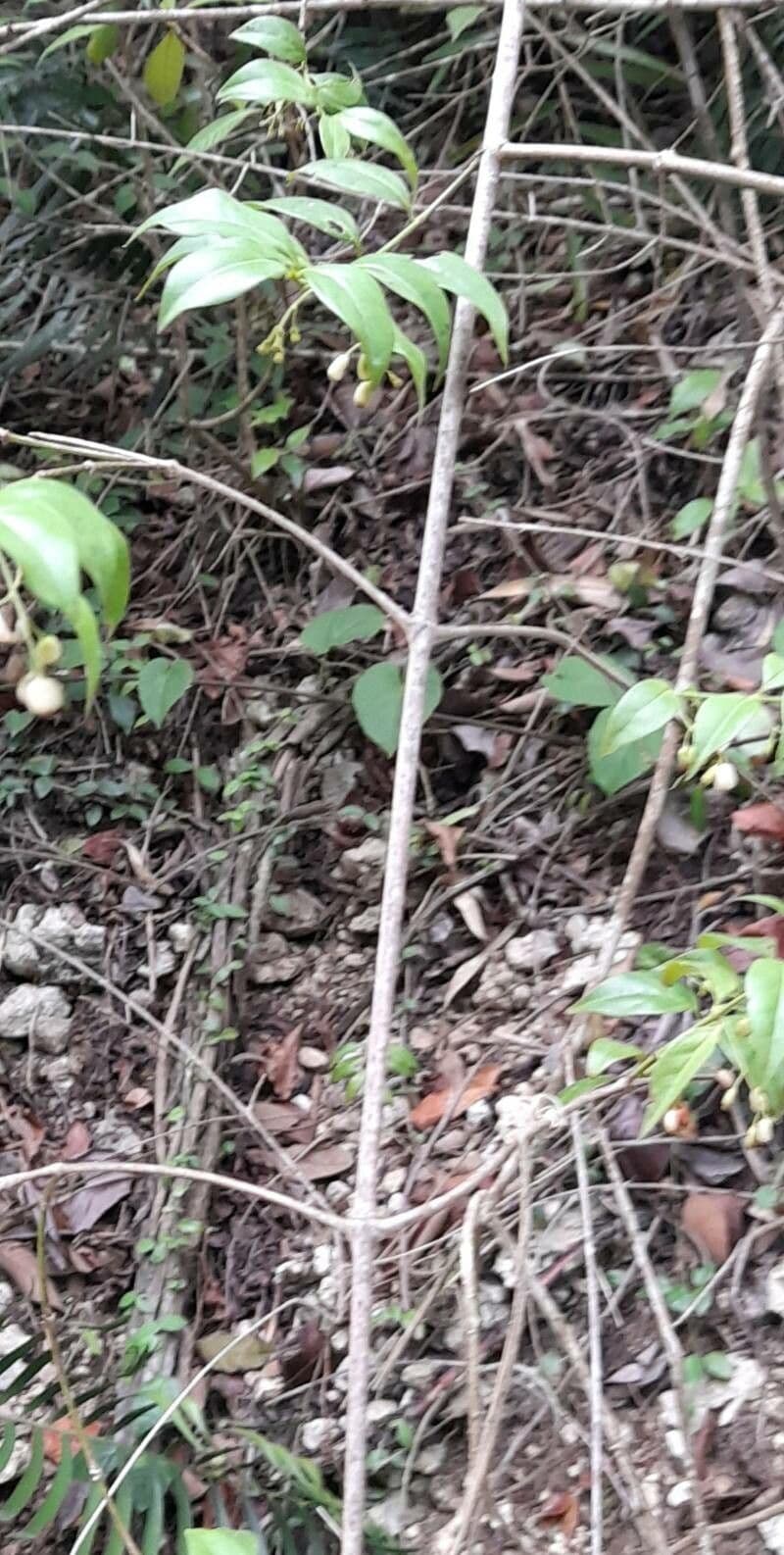 Chiococca alba 22
