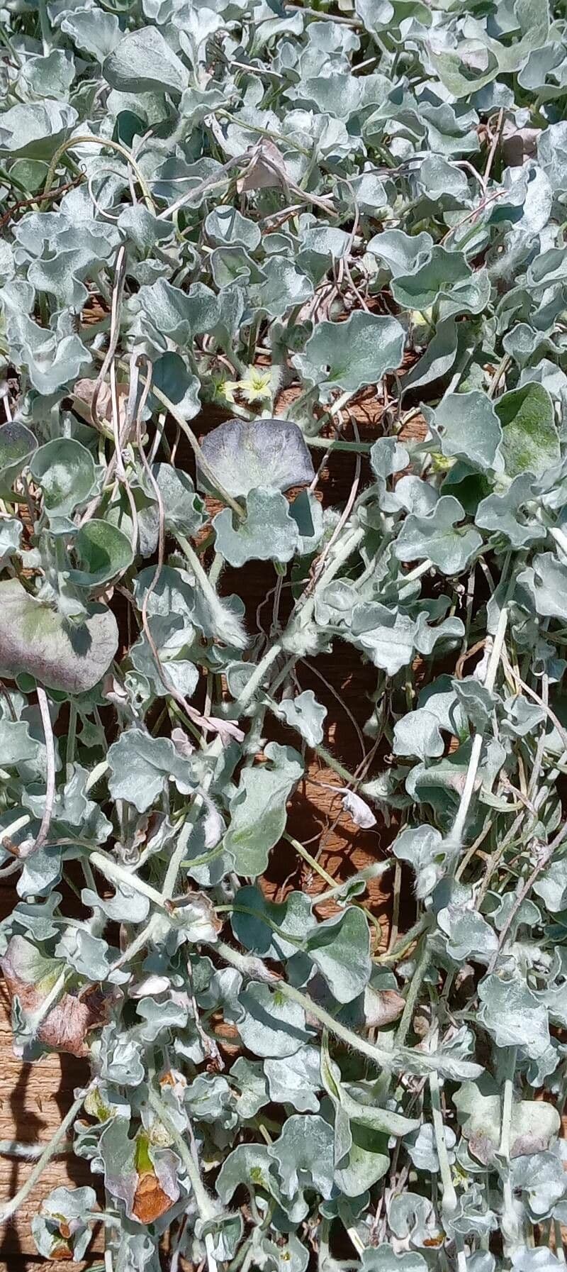 Dichondra argentea 6