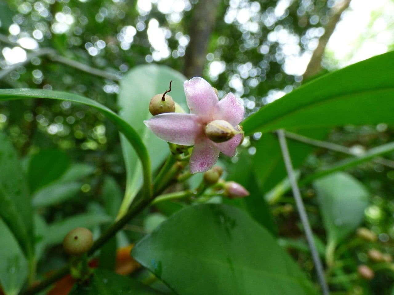 Ardisia eliptická 7