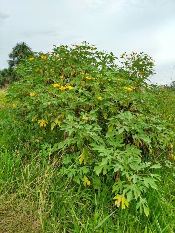 Tithonia diversifolia 14