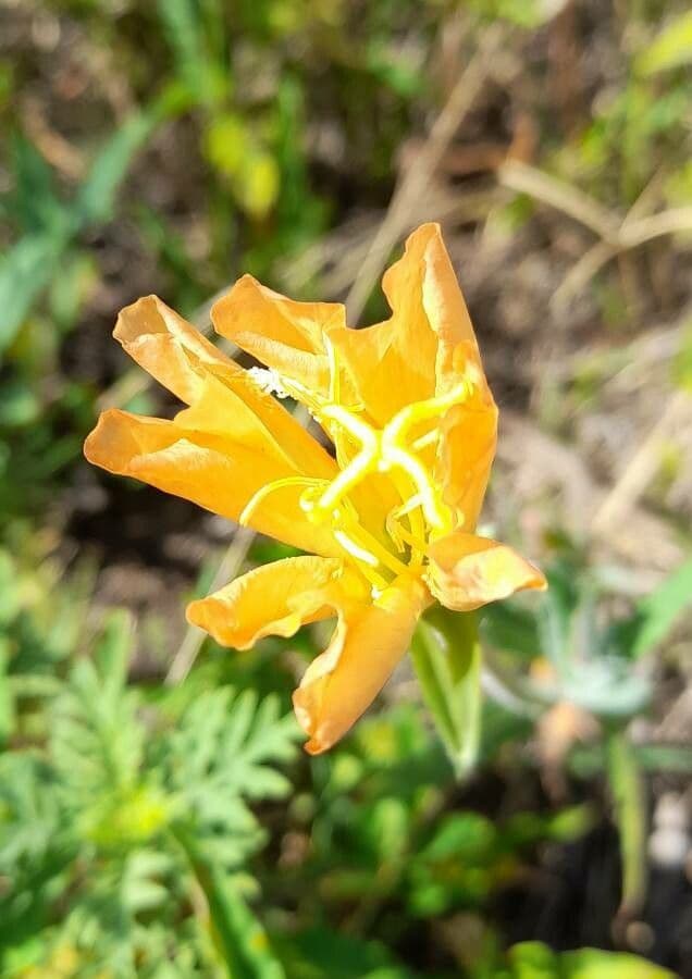 Onagre à fleurs longues 3