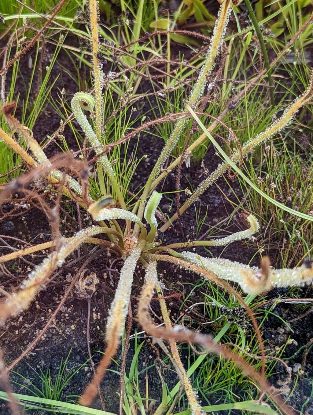Threadleaf sundew 6