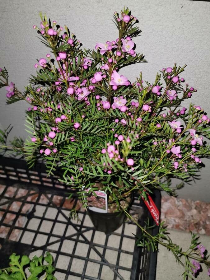 Boronia pennata 2