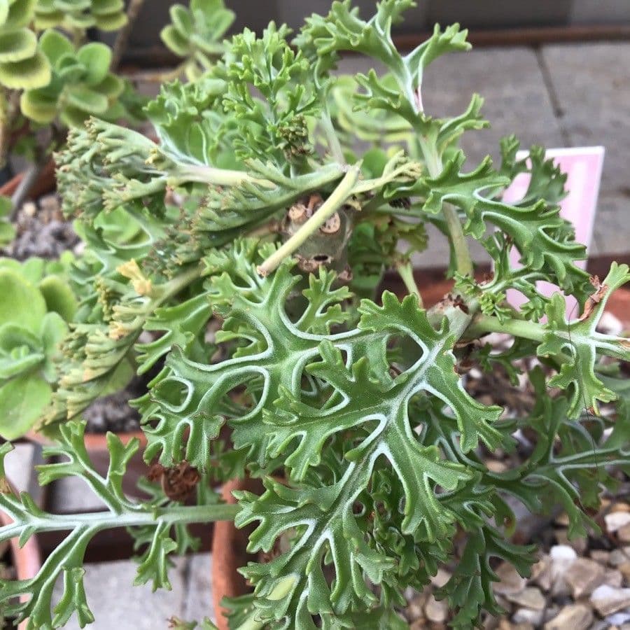 Geranium 3