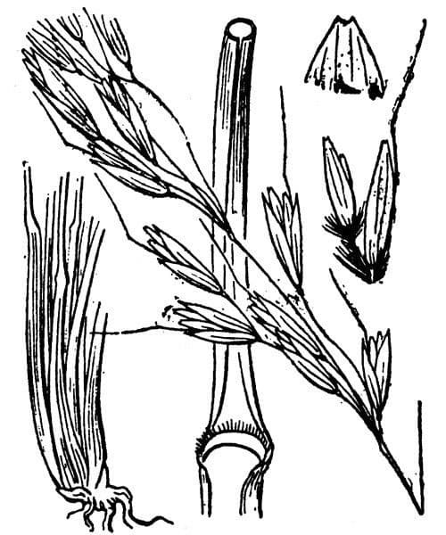Immergrünes Bartgras 18