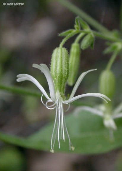 Silene 5