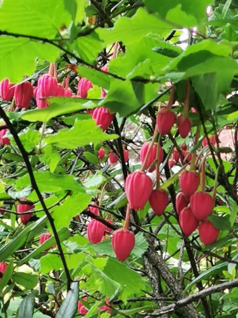 Crinodendron 21