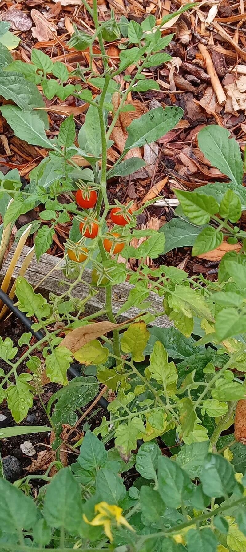 Pomodoro ribes 15
