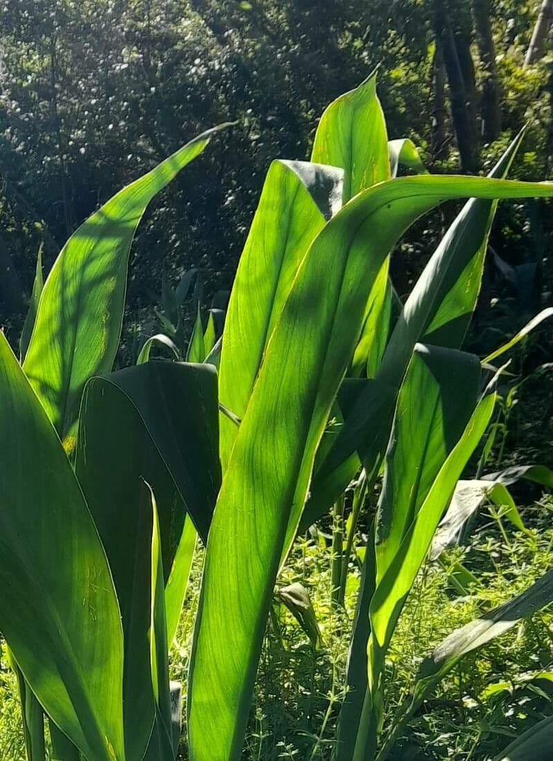 Canna glauca 18