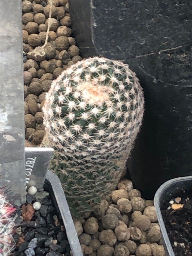 Cactus a cuscinetto di bella forma 4