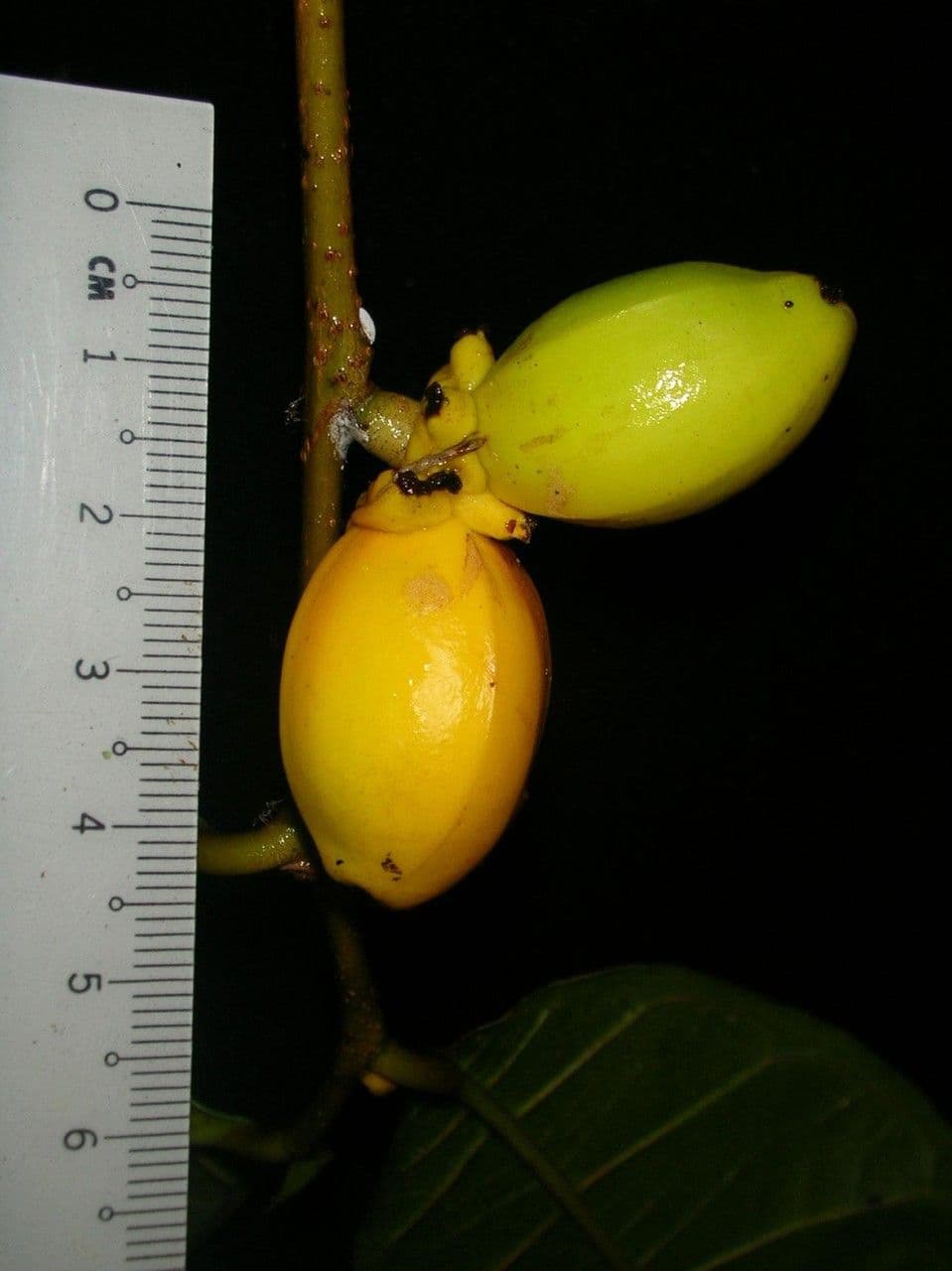 Maquira 5