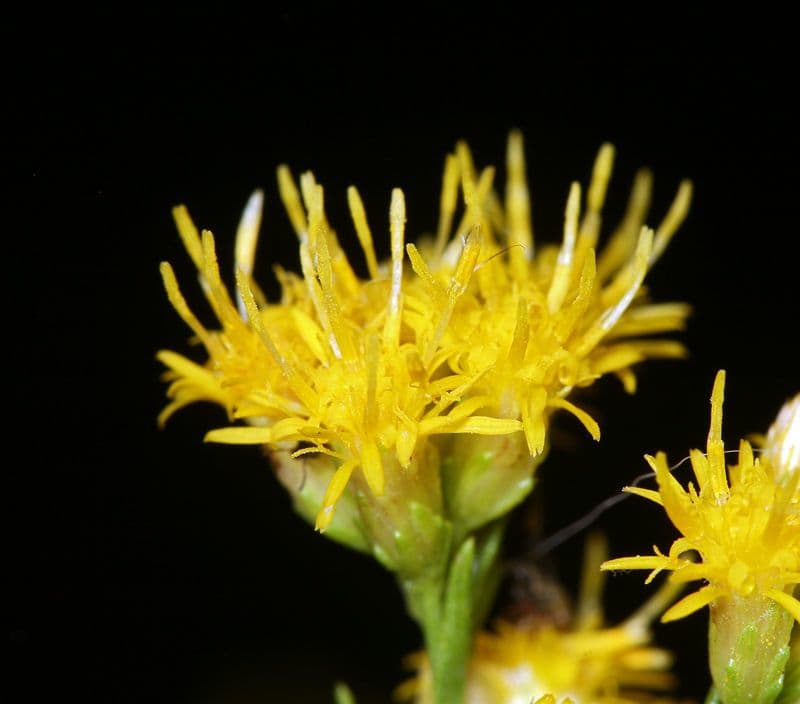 Solidago occidentale 5