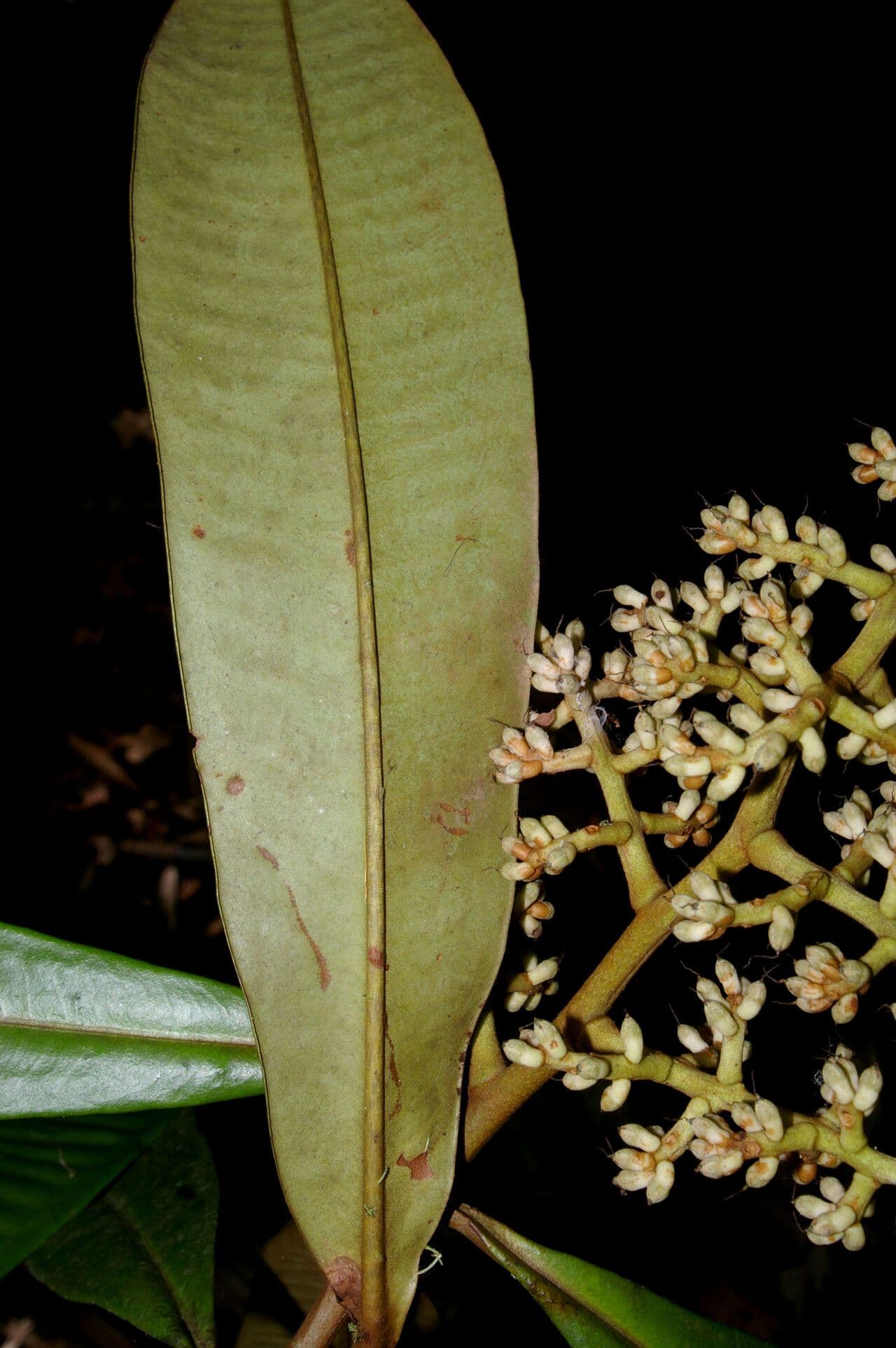 Ardisia 6