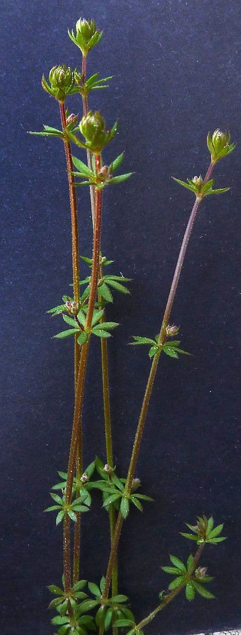 Caglio parigino 23
