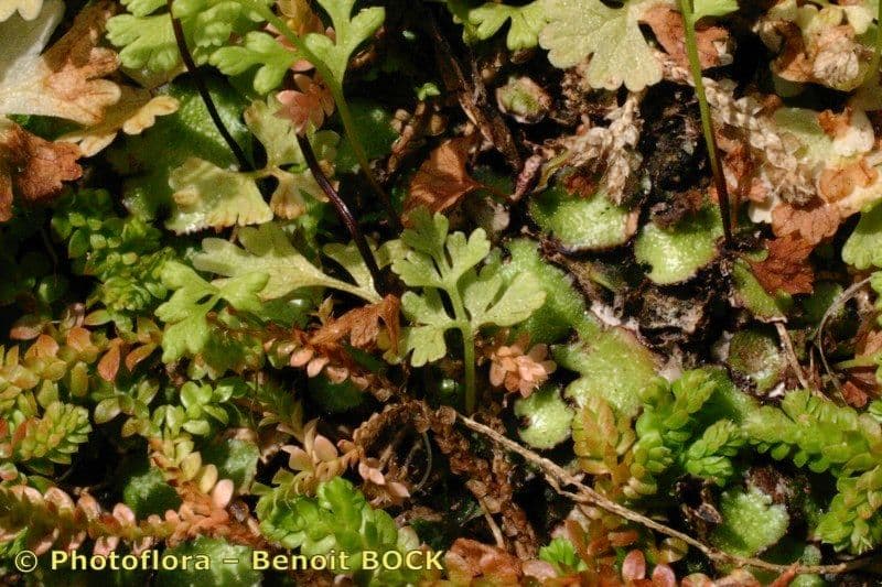 Anogramma leptophylla 22