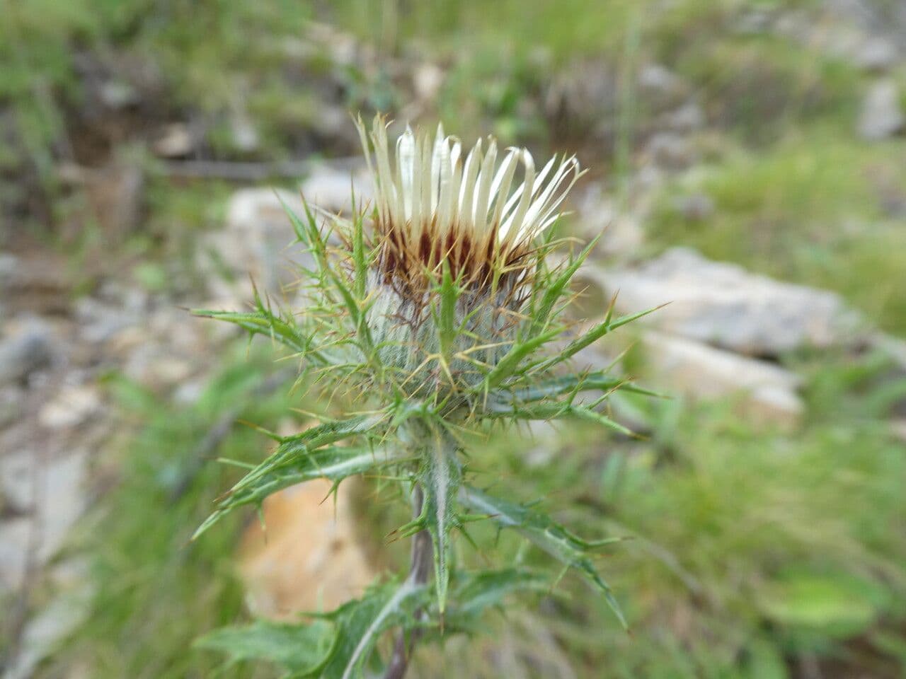 Carlina comune 18