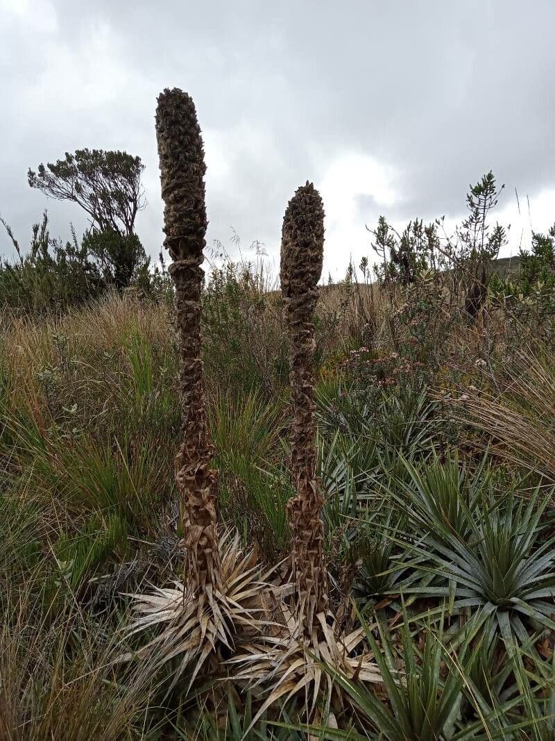 Puya 5