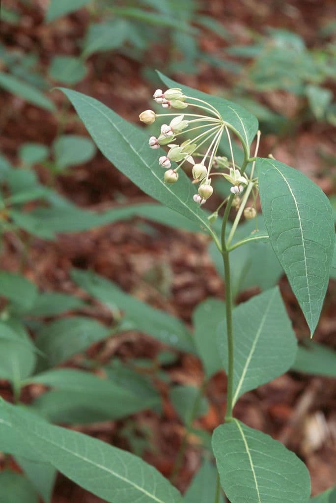 Algodonera 6