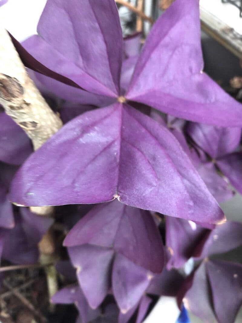 Alegría triangular 25