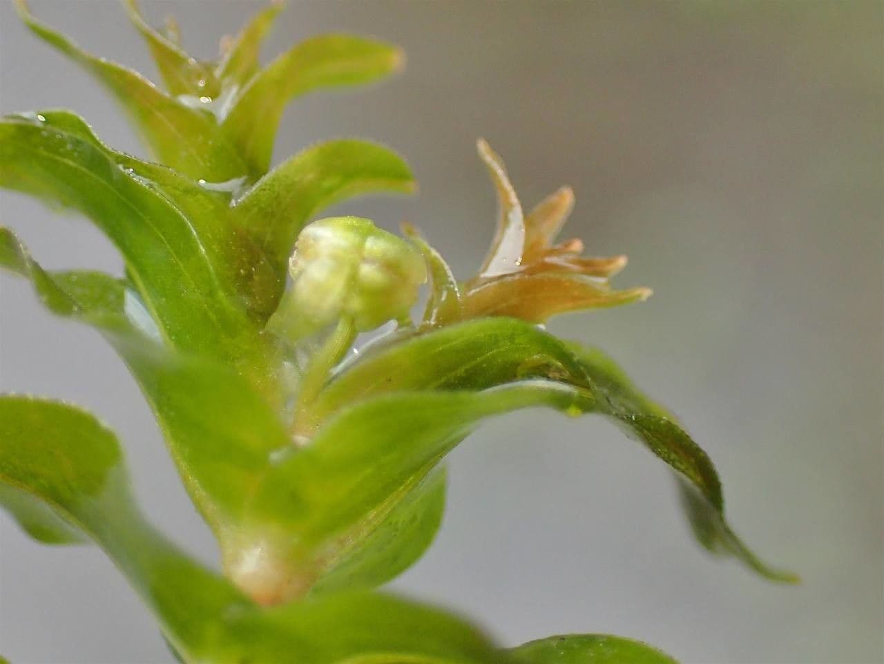 Groenlandia densa 6