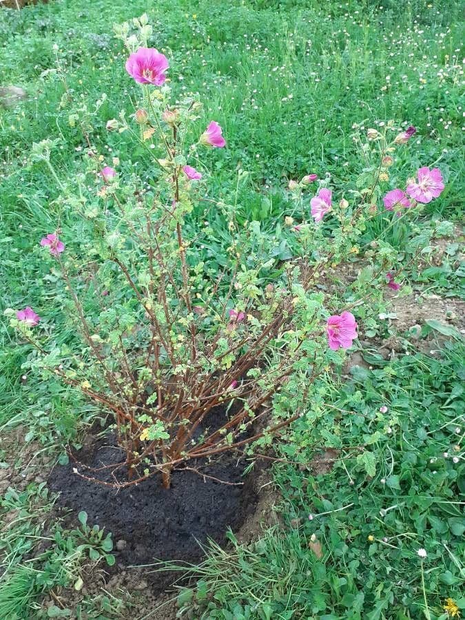 Anisodontea 13
