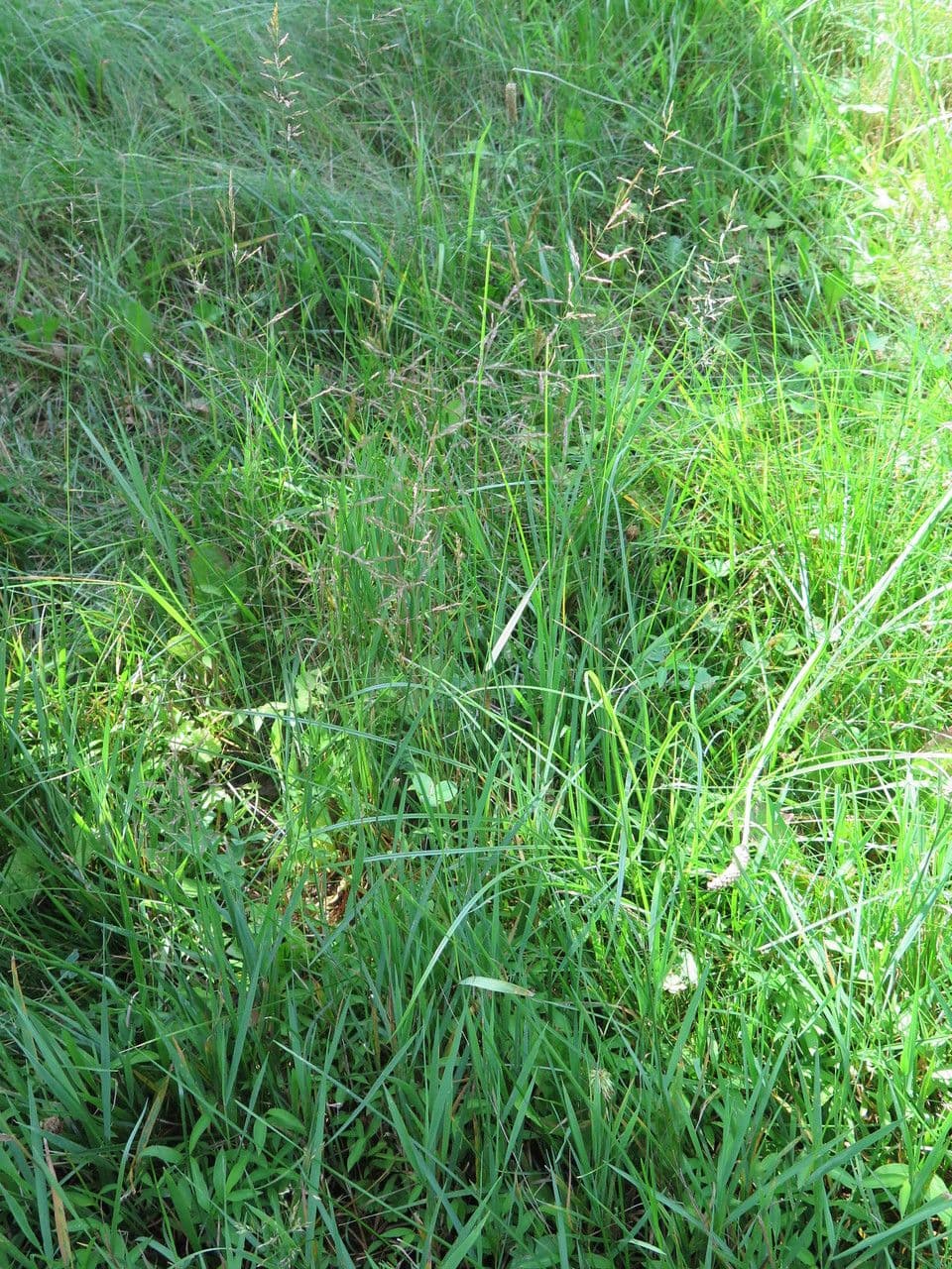 Tridens flavus 14