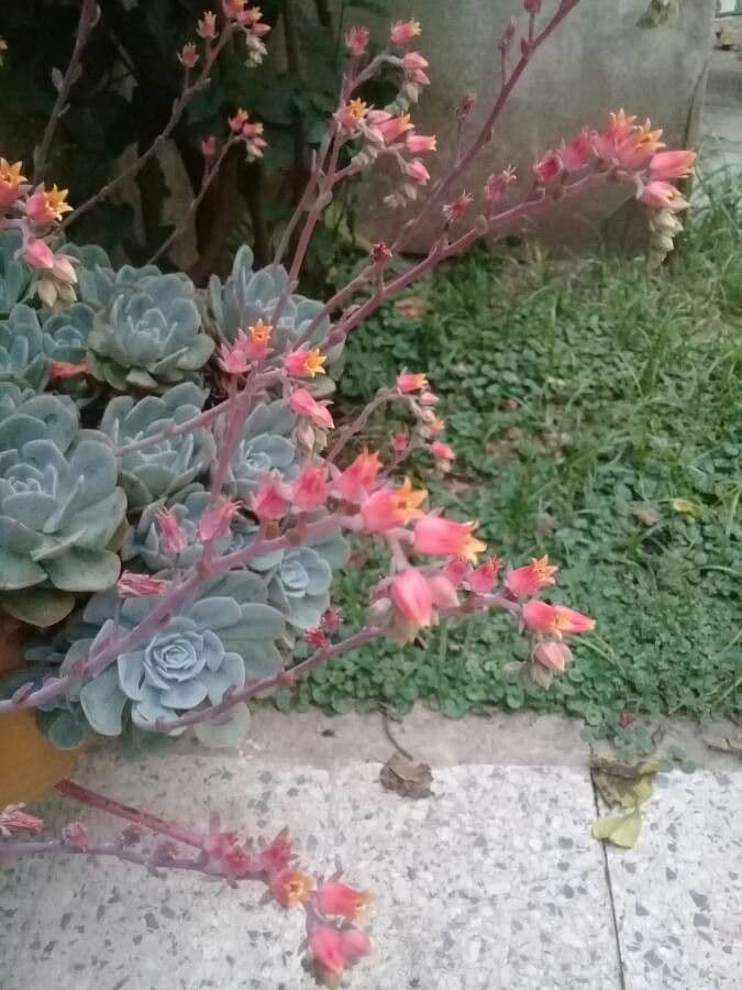 Echeveria secunda 7