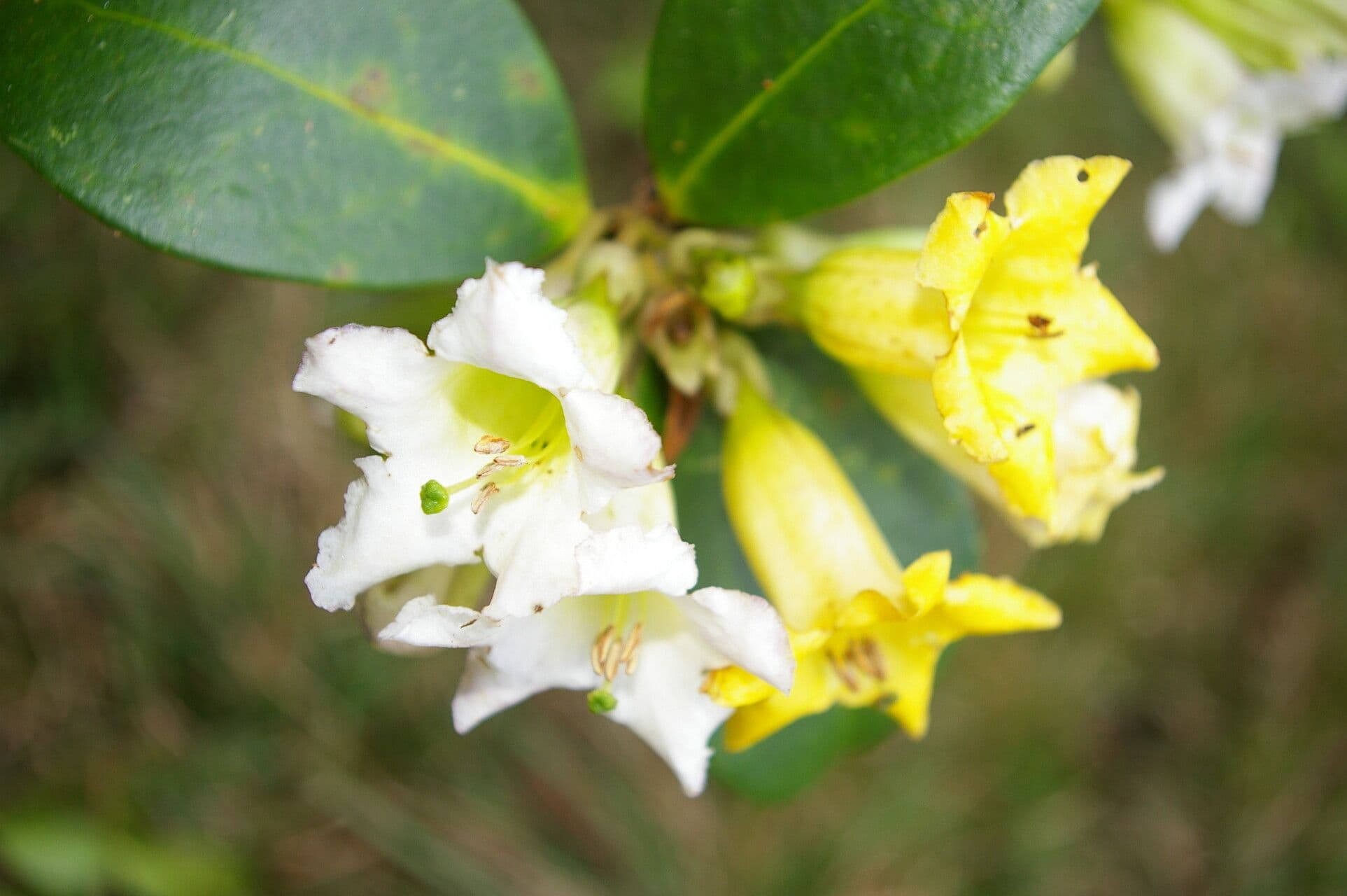 Schultesianthus 3