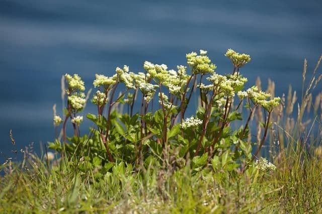 Ligusticum scoticum 14