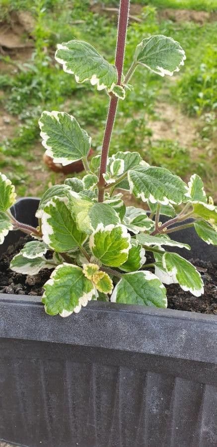 Plectranthus 4