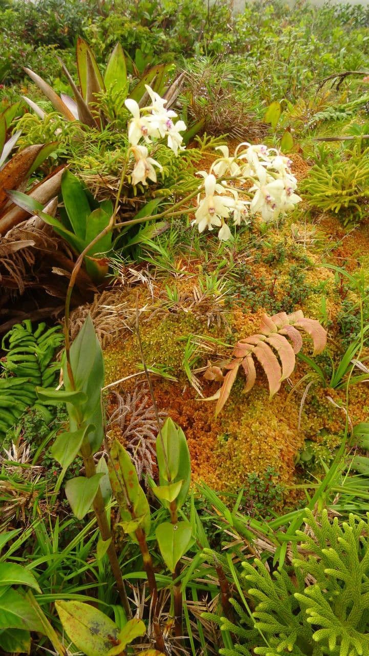 Epidendrum patens 9