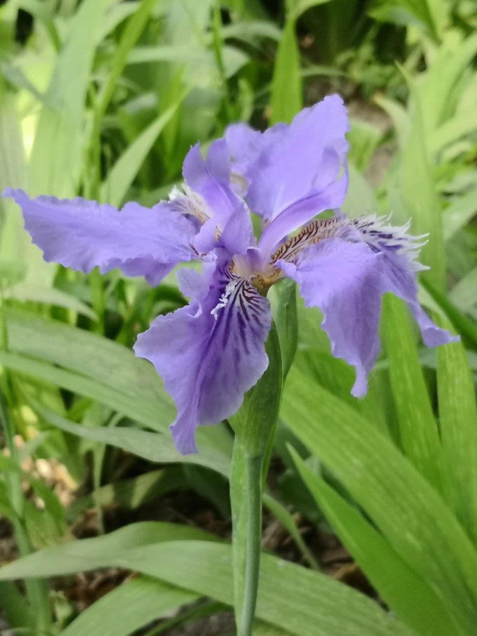 Iris dei tetti 11